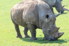 Whipsnade-075