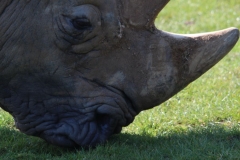 Whipsnade-076