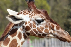 Whipsnade-078