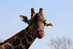Whipsnade-080