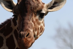 Whipsnade-081