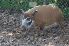 Whipsnade-082