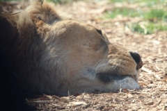 Whipsnade-084