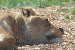 Whipsnade-085