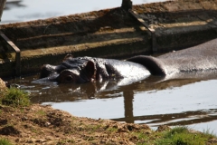 Whipsnade-087