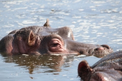 Whipsnade-088