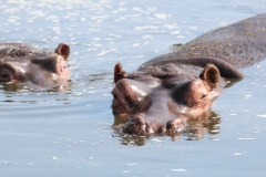Whipsnade-089