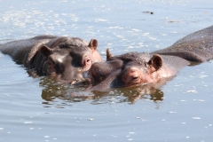 Whipsnade-090