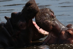 Whipsnade-095