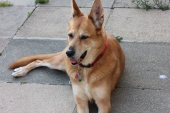 Cody-004