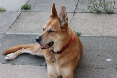 Cody-005