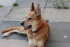 Cody-006