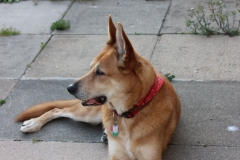 Cody-008