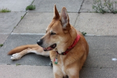 Cody-012