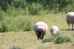 Wymondham-020