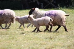 Wymondham-024
