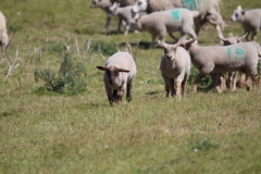Wymondham-025
