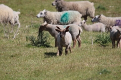 Wymondham-026