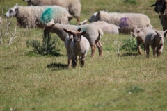 Wymondham-027