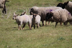 Wymondham-028