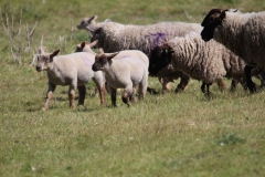 Wymondham-029
