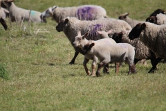 Wymondham-030