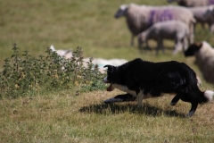 Wymondham-031