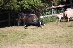 Wymondham-033