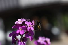 Wymondham-055