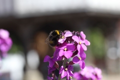 Wymondham-056