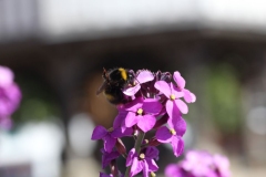 Wymondham-057