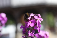 Wymondham-058