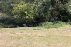 Wymondham-020