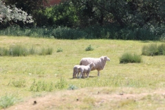 Wymondham-025