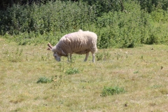 Wymondham-026