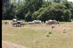 Wymondham-027