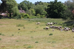 Wymondham-030