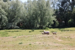Wymondham-031