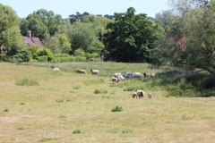 Wymondham-032
