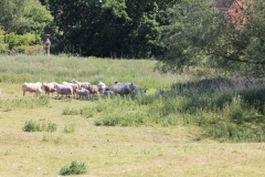 Wymondham-033