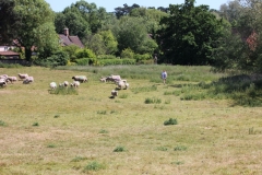 Wymondham-034