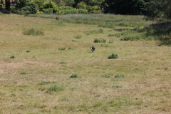 Wymondham-035