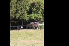 Wymondham-036