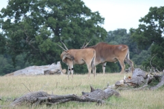 Woburn-002
