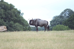 Woburn-003