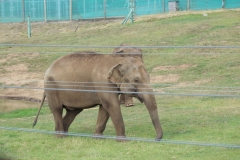 Woburn-006