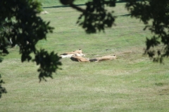 Woburn-011