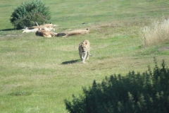 Woburn-012