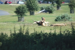 Woburn-013