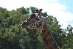 Woburn-015
